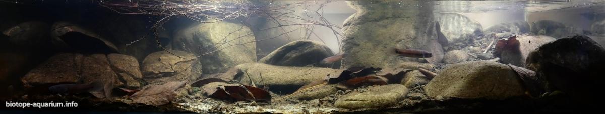 印度尼西亚布隆岸森林中的无名缓流溪 原生缸造景 20年第6名
