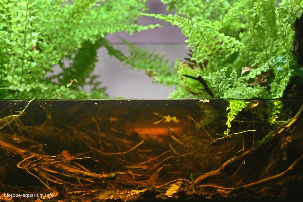 印度尼西亚塞邦热带泥炭沼泽森林中的无名溪岸 原生缸造景 20年第6名