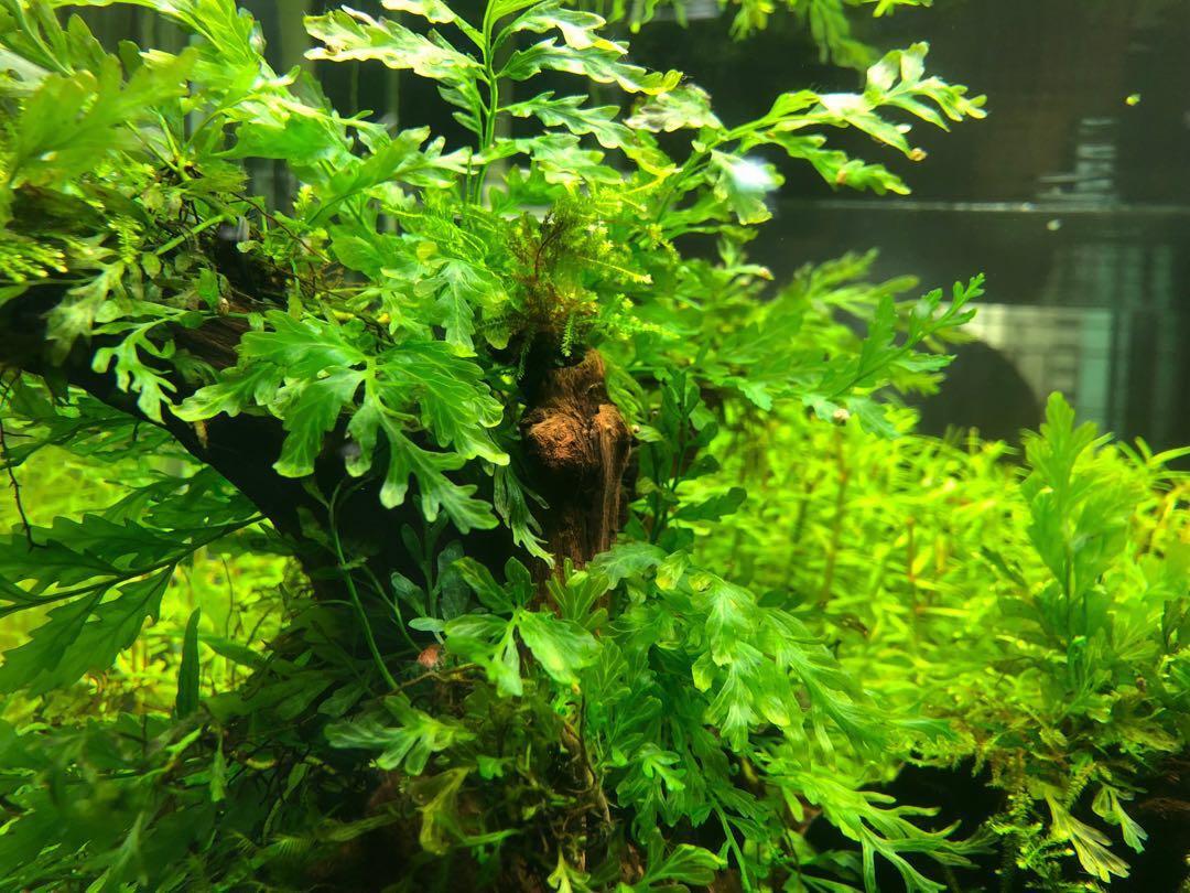 黑木蕨水草饲养资料、图片 | 养鱼帮