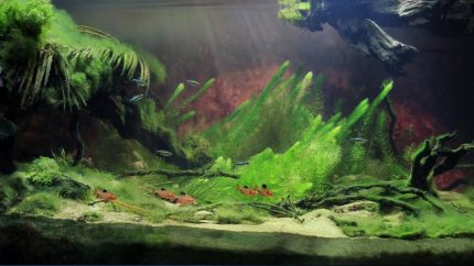 南马托格罗索州科希姆镇附近的塔夸里河支流 原生缸造景 20年第18名