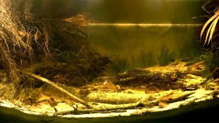 波兰加河——圣加布里埃尔-达卡乔埃拉地区的热带溪流 原生缸造景 20年第20名