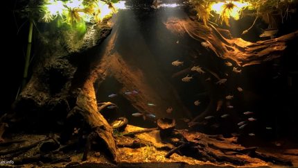 伊加波洪泛森林 原生缸造景 20年第22名