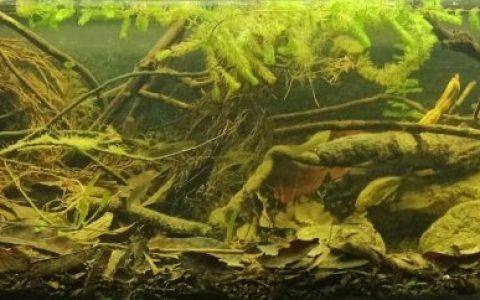 特尼克斯特佩克河支流溪流岸畔（墨西哥帕潘特拉） 原生缸造景 20年第28名