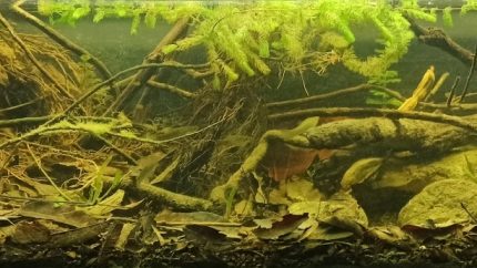 特尼克斯特佩克河支流溪流岸畔（墨西哥帕潘特拉） 原生缸造景 20年第28名