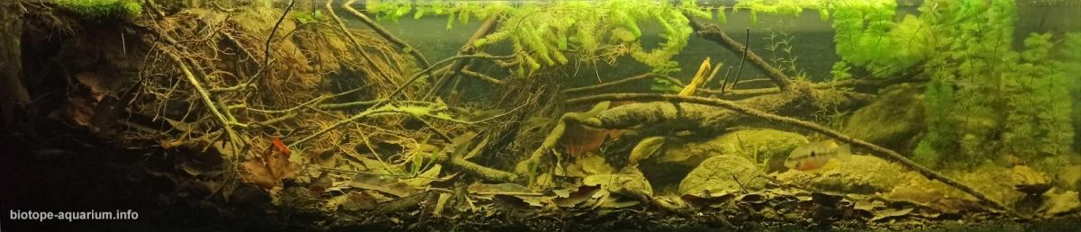 特尼克斯特佩克河支流溪流岸畔（墨西哥帕潘特拉） 原生缸造景 20年第28名
