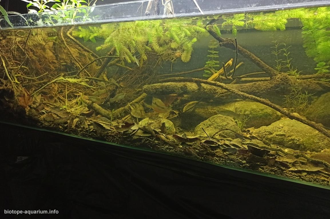 特尼克斯特佩克河支流溪流岸畔（墨西哥帕潘特拉） 原生缸造景 20年第28名
