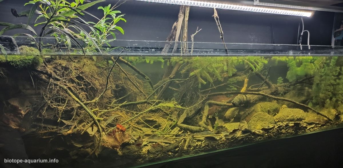 特尼克斯特佩克河支流溪流岸畔（墨西哥帕潘特拉） 原生缸造景 20年第28名
