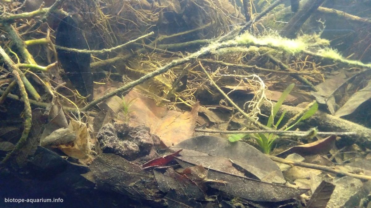 特尼克斯特佩克河支流溪流岸畔（墨西哥帕潘特拉） 原生缸造景 20年第28名