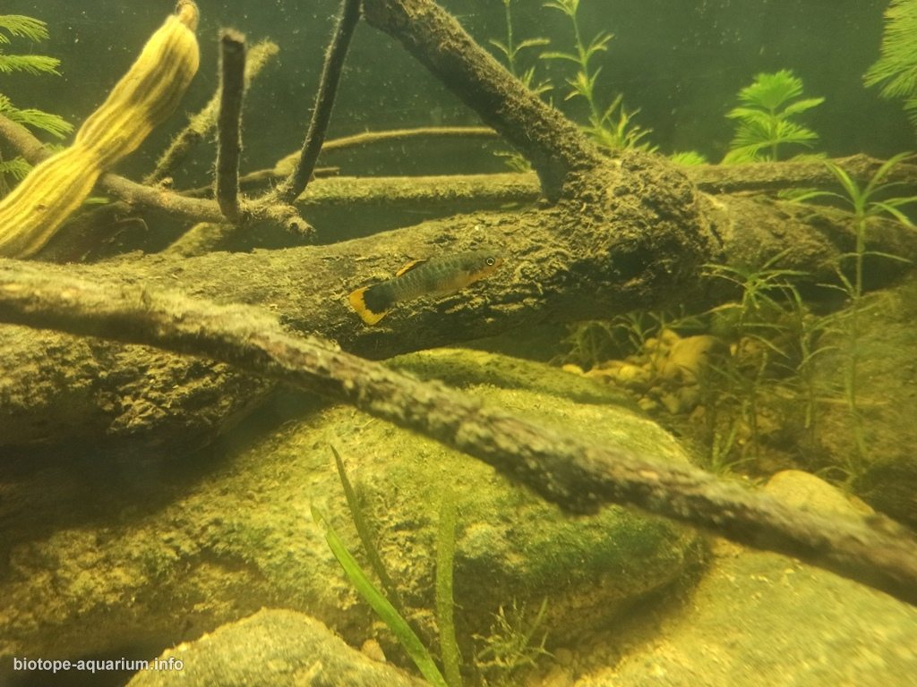 特尼克斯特佩克河支流溪流岸畔（墨西哥帕潘特拉） 原生缸造景 20年第28名