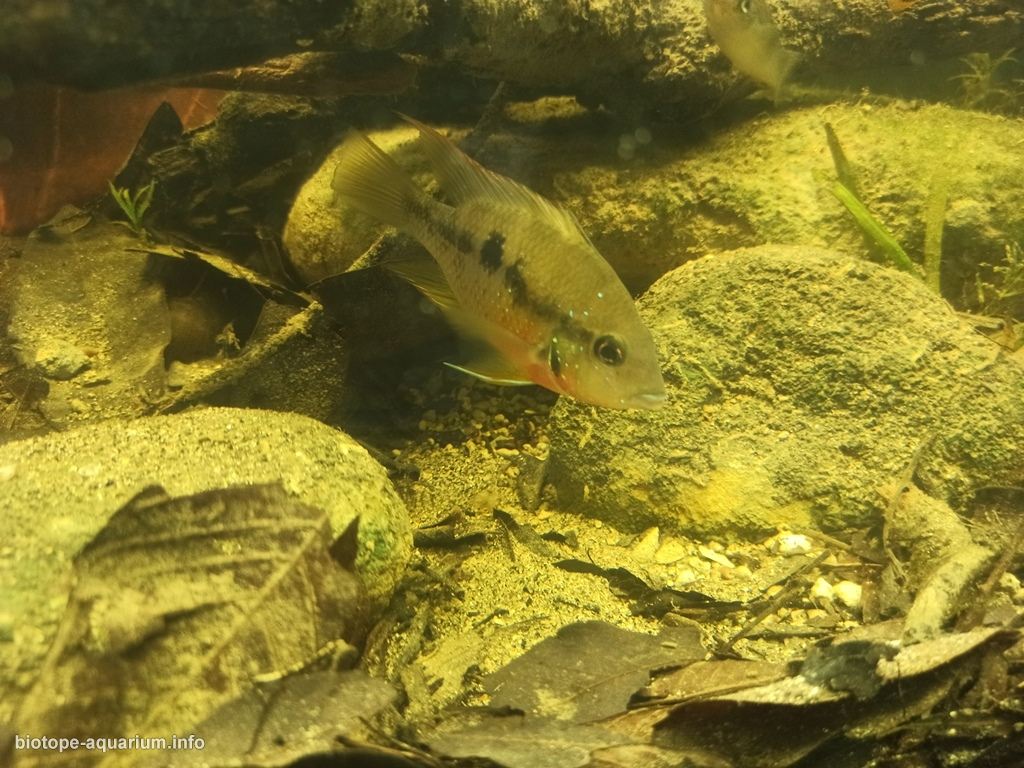 特尼克斯特佩克河支流溪流岸畔（墨西哥帕潘特拉） 原生缸造景 20年第28名
