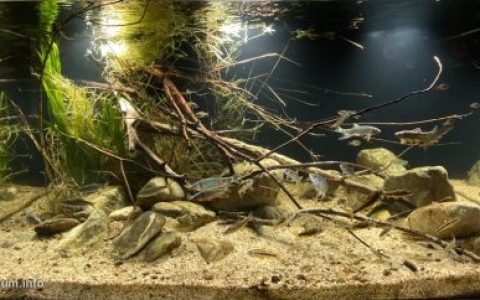 旺淑溪——夏季季风过后的平缓水流 原生缸造景 20年第29名