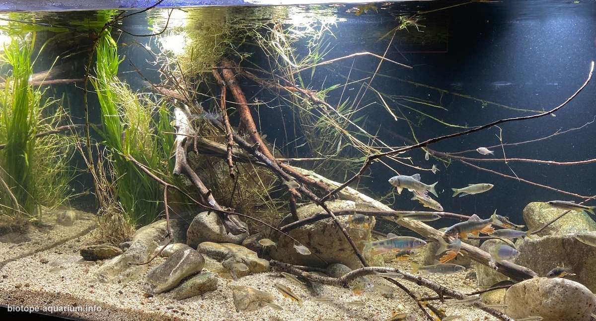 旺淑溪——夏季季风过后的平缓水流 原生缸造景 20年第29名