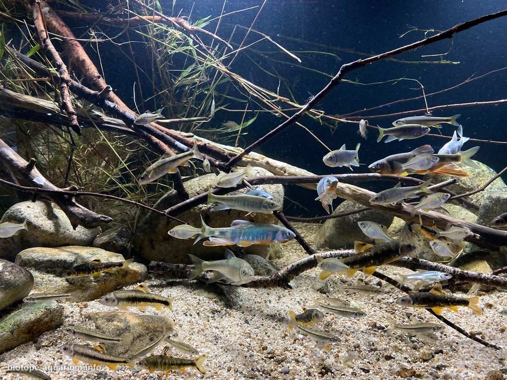 旺淑溪——夏季季风过后的平缓水流 原生缸造景 20年第29名