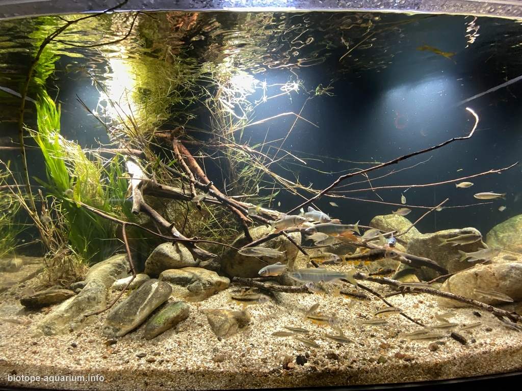 旺淑溪——夏季季风过后的平缓水流 原生缸造景 20年第29名