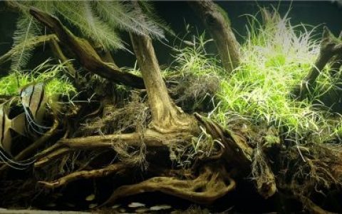 秘鲁纳奈河雨季的洪泛河岸 原生缸造景 20年第30名