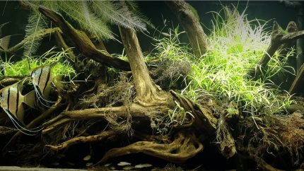 秘鲁纳奈河雨季的洪泛河岸 原生缸造景 20年第30名