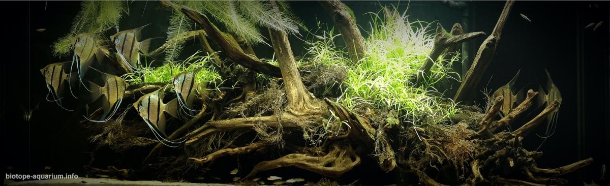 秘鲁纳奈河雨季的洪泛河岸 原生缸造景 20年第30名