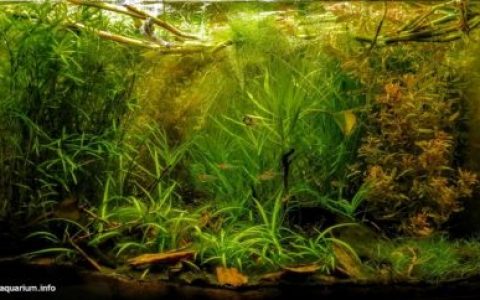 阿普雷州卡帕纳帕罗河泛滥稀树草原 原生缸造景 20年第31名