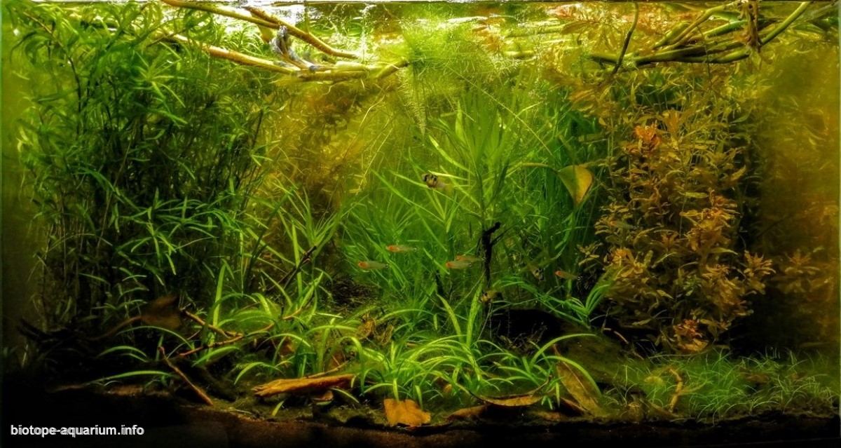 阿普雷州卡帕纳帕罗河泛滥稀树草原 原生缸造景 20年第31名
