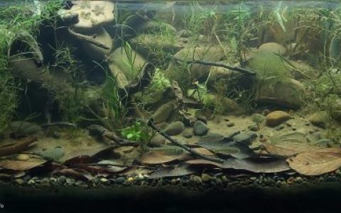 圣玛丽亚溪——卡松斯河的引水支流 原生缸造景 20年第32名