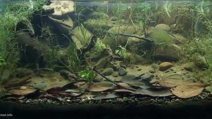 圣玛丽亚溪——卡松斯河的引水支流 原生缸造景 20年第32名
