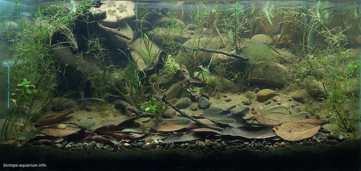 圣玛丽亚溪——卡松斯河的引水支流 原生缸造景 20年第32名