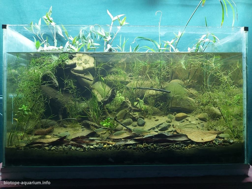 圣玛丽亚溪——卡松斯河的引水支流 原生缸造景 20年第32名