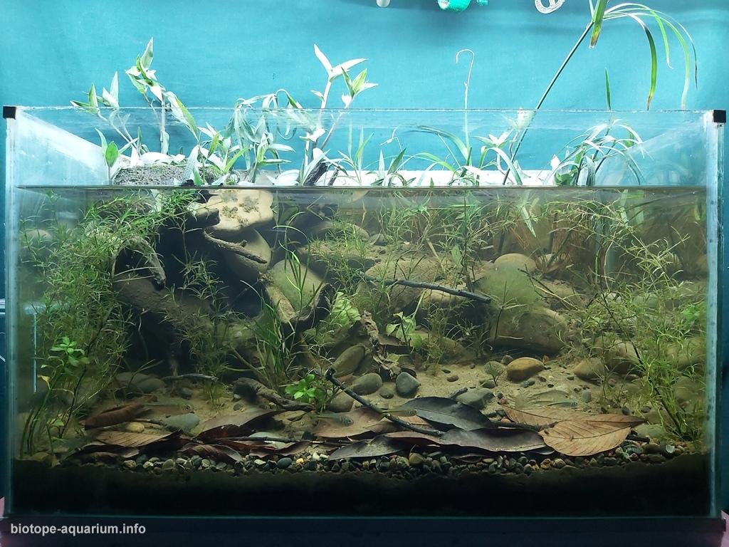 圣玛丽亚溪——卡松斯河的引水支流 原生缸造景 20年第32名