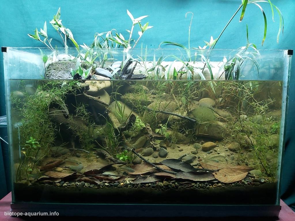 圣玛丽亚溪——卡松斯河的引水支流 原生缸造景 20年第32名