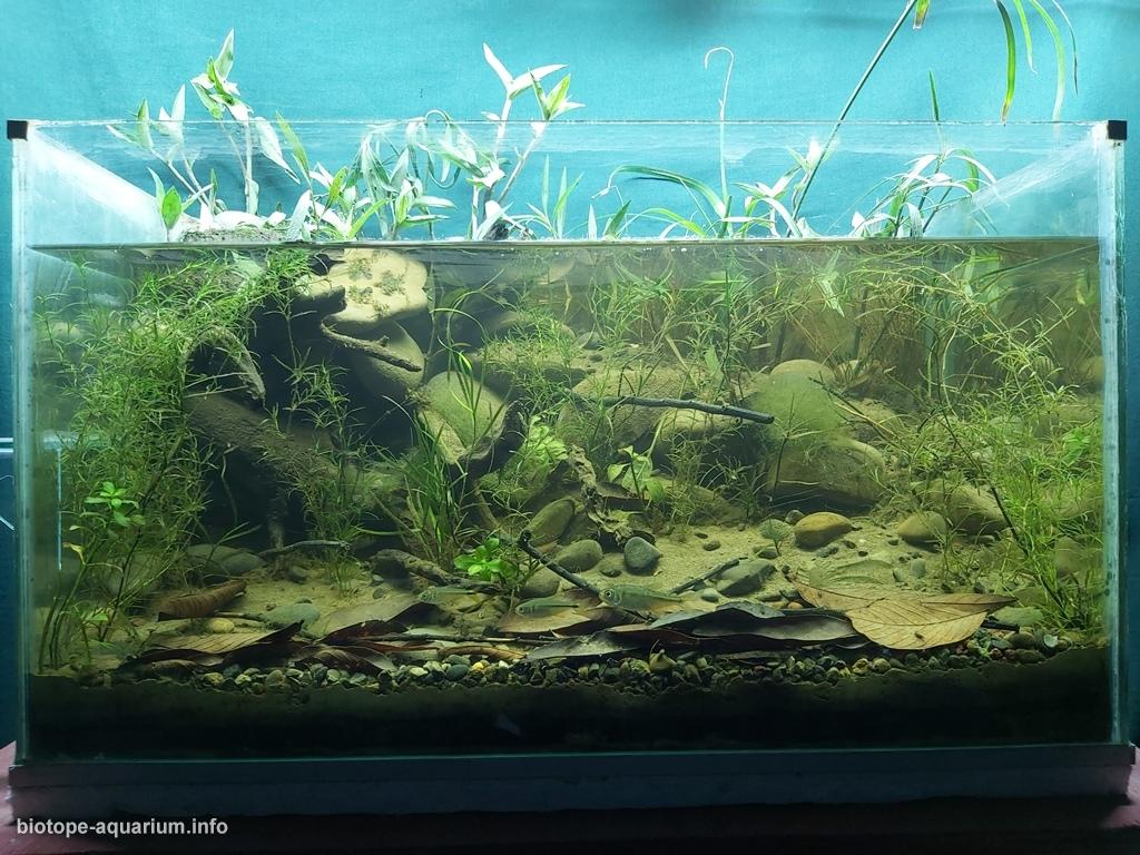 圣玛丽亚溪——卡松斯河的引水支流 原生缸造景 20年第32名