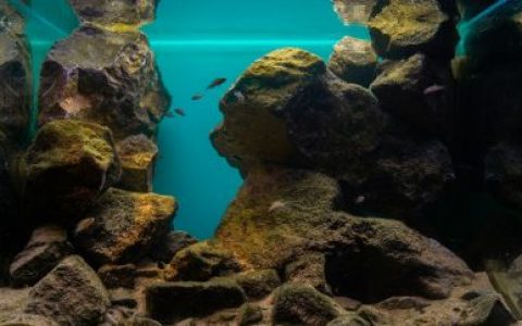 坦噶尼喀湖中游岩礁生境 原生缸造景 20年第32名
