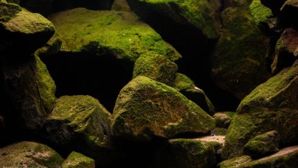 基戈马浅水岩岸生境（坦桑尼亚·坦噶尼喀湖） 原生缸造景 20年第35名