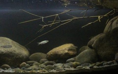 芝利翁河芝比农段浅水区的濒危生态系统（印尼茂物） 原生缸造景 20年第36名