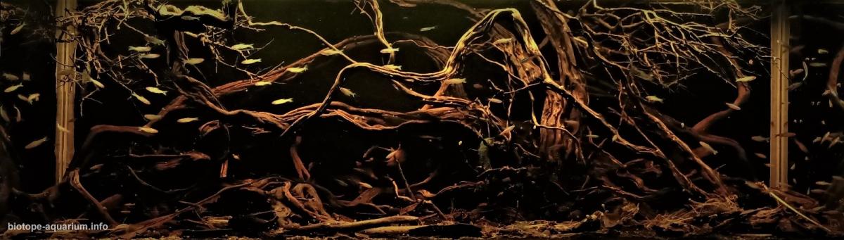 内格罗河支流巴塞卢斯附近的森林溪流 原生缸造景 20年第36名