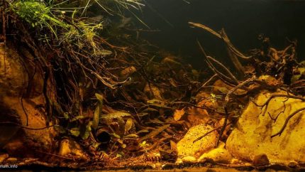 特拉加努森林·Sungai Kacung 河侧汊 原生缸造景 20年第38名