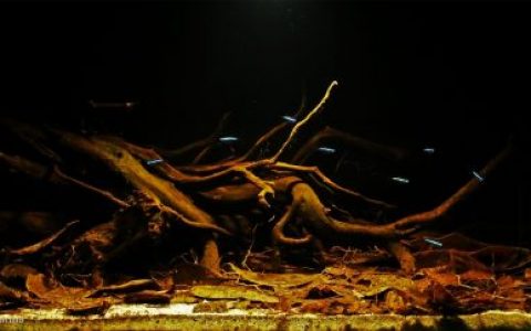 德米尼河下游附近的伊加波洪泛林（亚马逊州） 原生缸造景 20年第39名