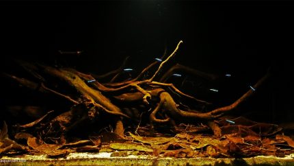 德米尼河下游附近的伊加波洪泛林（亚马逊州） 原生缸造景 20年第39名