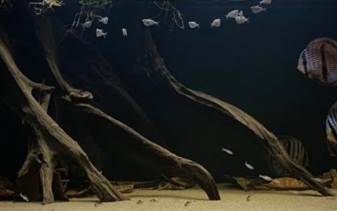 马瑙斯附近的内格罗河河畔（巴西） 原生缸造景 20年第39名