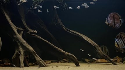 马瑙斯附近的内格罗河河畔（巴西） 原生缸造景 20年第39名