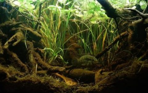 哥伦比亚普图马约省比亚加尔松附近的河岸 原生缸造景 20年第42名
