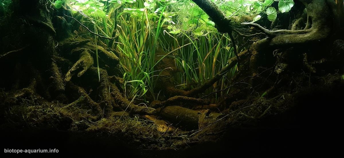 哥伦比亚普图马约省比亚加尔松附近的河岸 原生缸造景 20年第42名