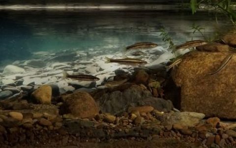 俄亥俄州拉斯本溪的荫蔽源头溪流 原生缸造景 20年第43名