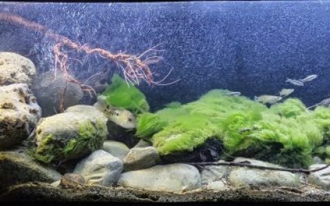 墨西哥普埃布拉州特拉克斯卡拉东戈溪流下游河段 原生缸造景 20年第45名