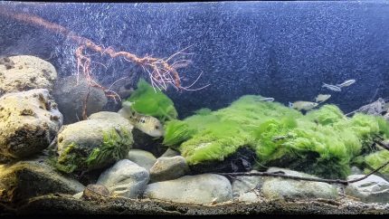 墨西哥普埃布拉州特拉克斯卡拉东戈溪流下游河段 原生缸造景 20年第45名