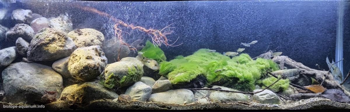 墨西哥普埃布拉州特拉克斯卡拉东戈溪流下游河段 原生缸造景 20年第45名
