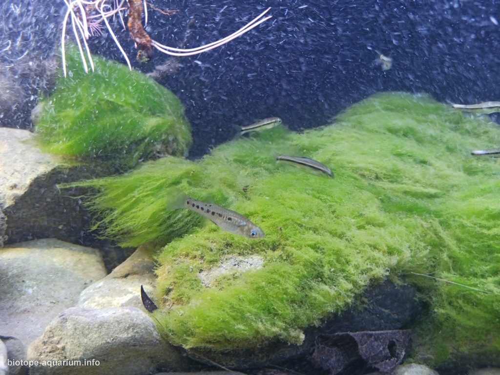 墨西哥普埃布拉州特拉克斯卡拉东戈溪流下游河段 原生缸造景 20年第45名