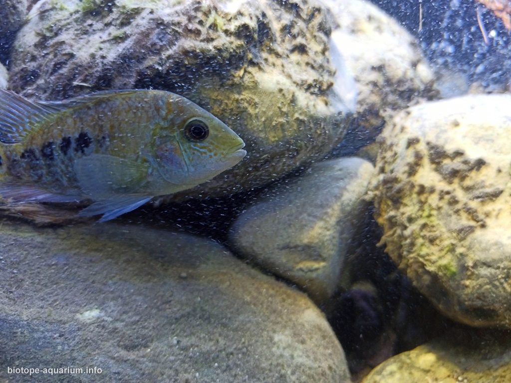 墨西哥普埃布拉州特拉克斯卡拉东戈溪流下游河段 原生缸造景 20年第45名