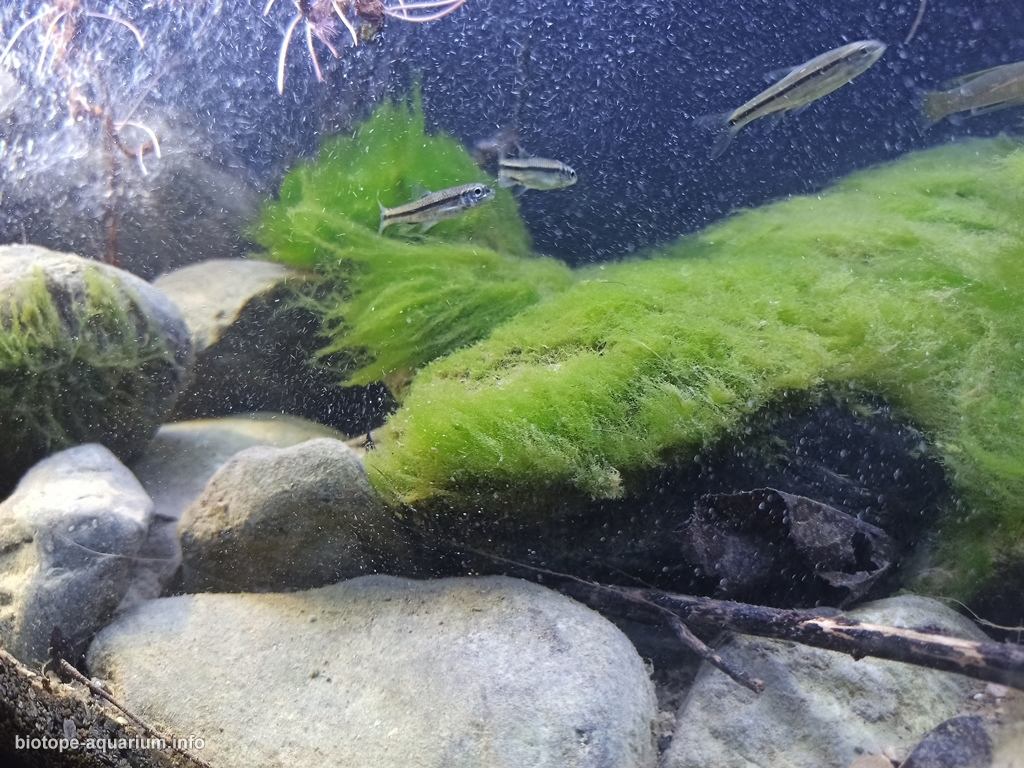墨西哥普埃布拉州特拉克斯卡拉东戈溪流下游河段 原生缸造景 20年第45名
