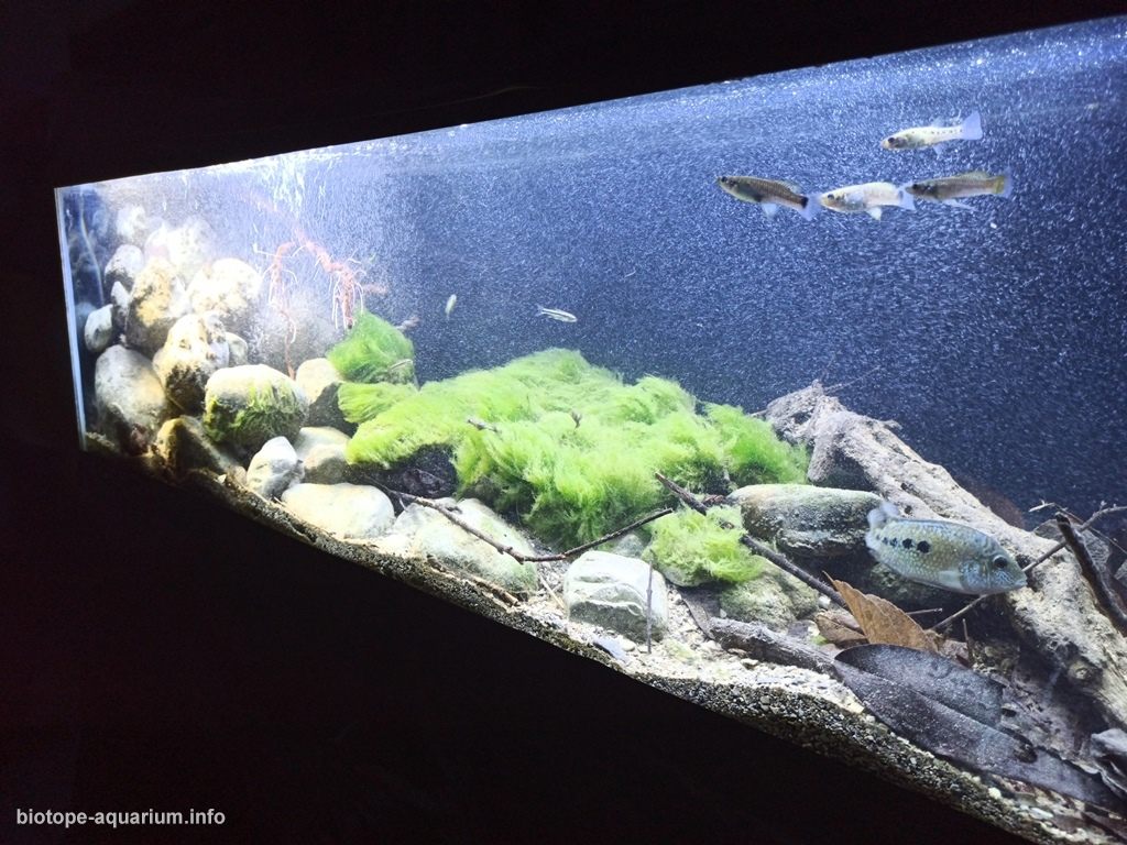 墨西哥普埃布拉州特拉克斯卡拉东戈溪流下游河段 原生缸造景 20年第45名