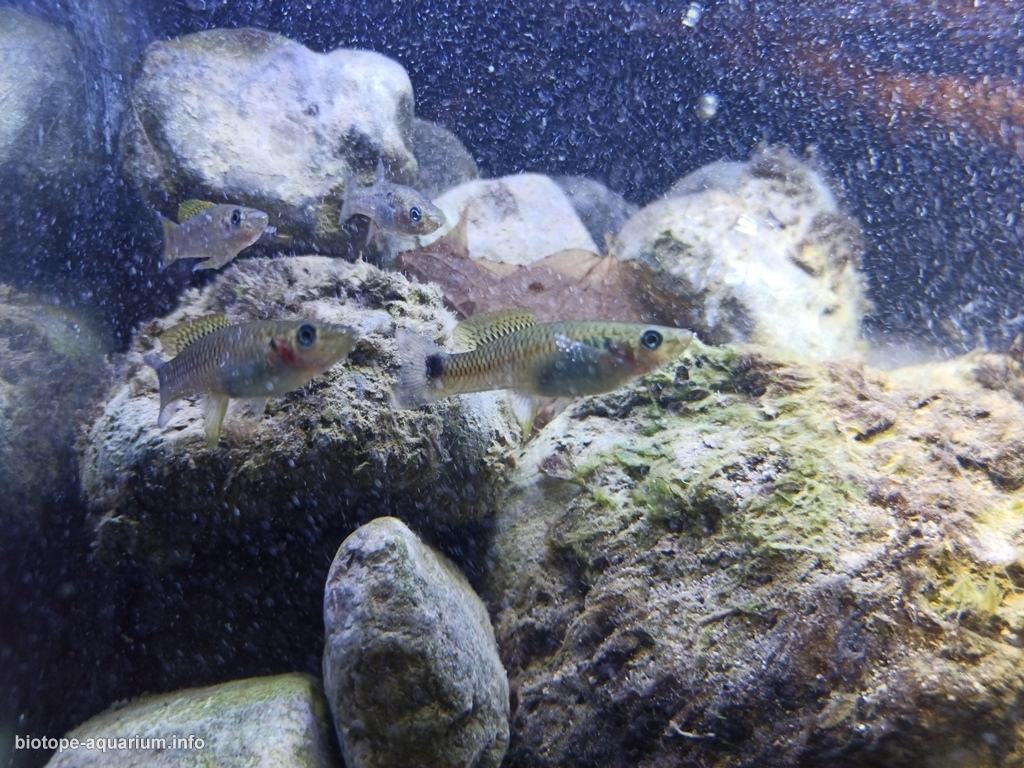 墨西哥普埃布拉州特拉克斯卡拉东戈溪流下游河段 原生缸造景 20年第45名